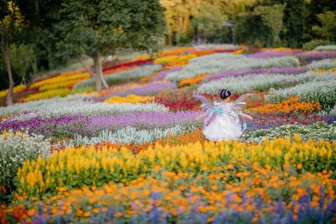 花谷奇缘一日游：四季花海+萌宠乐园+儿童花园，江浙沪遛娃胜地