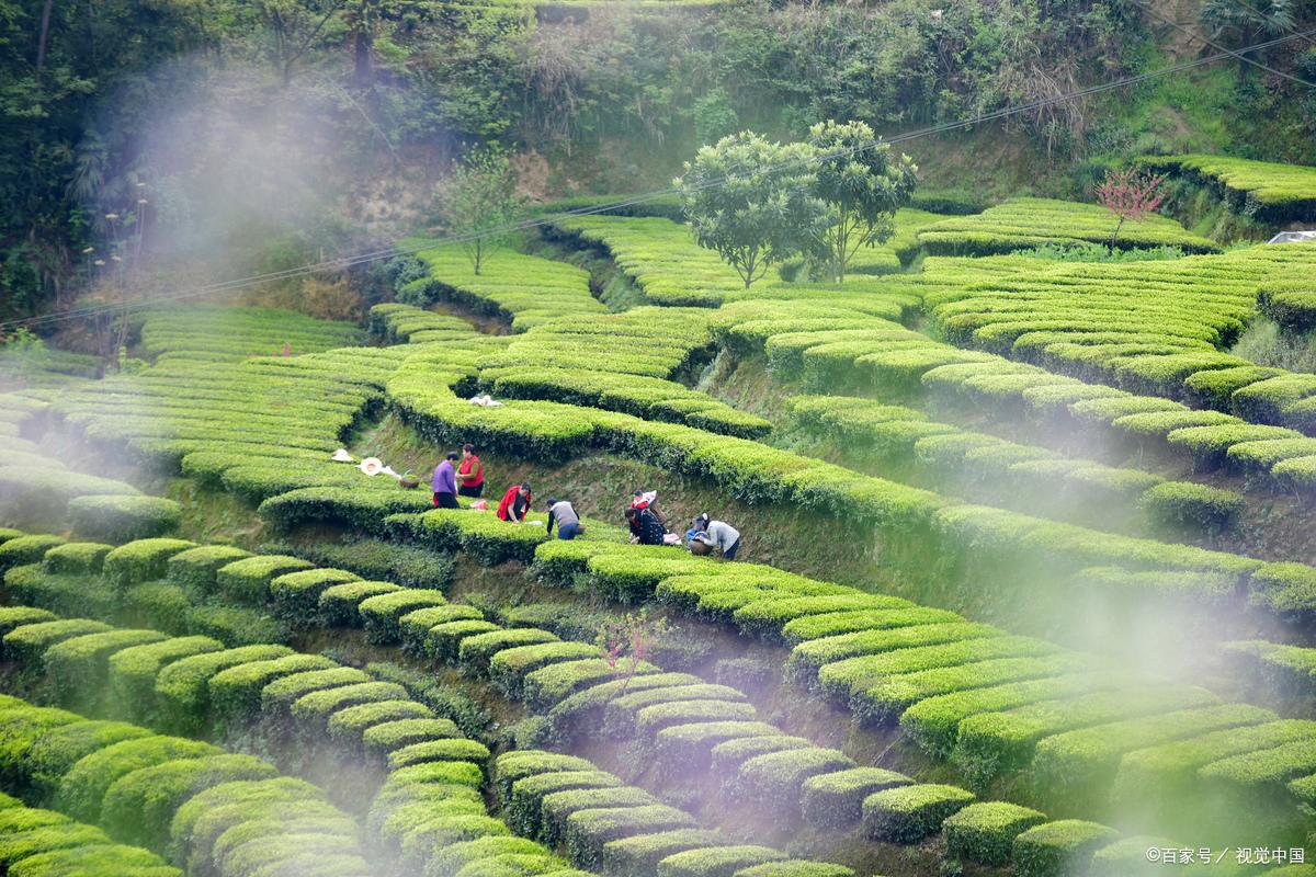 茅山茶海 游玩攻略