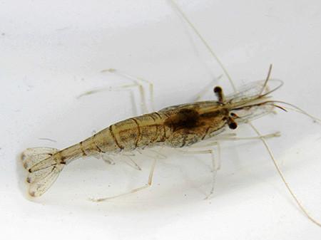 溧阳青虾